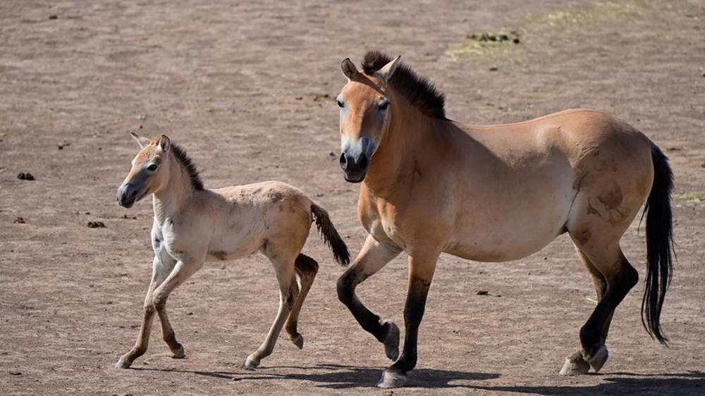 Przewalski: in Cina siamo a 900