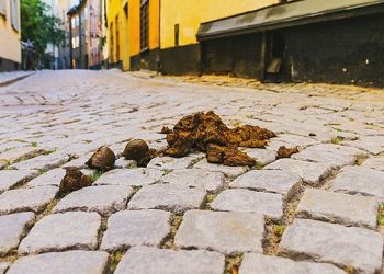 Valbrembo, cavalli off limits: ma non per sempre, se…