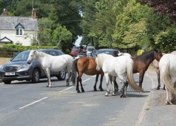 Brockenhurst, il ‘villaggio dei cavalli’ nella regione dei pony New Forest