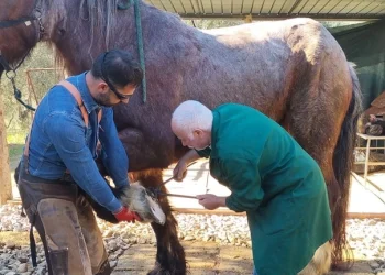 Grosseto: tra ‘Ferro e Fuoco’ abbiamo 9 maniscalchi diplomati in più