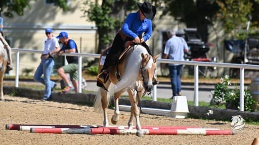 Scarlet, la Haflinger che sfida i Quarter