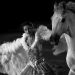 Il cavallo diventa arte: il Forum ICASTE illumina Fieracavalli