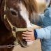 Fieracavalli: passione di famiglia