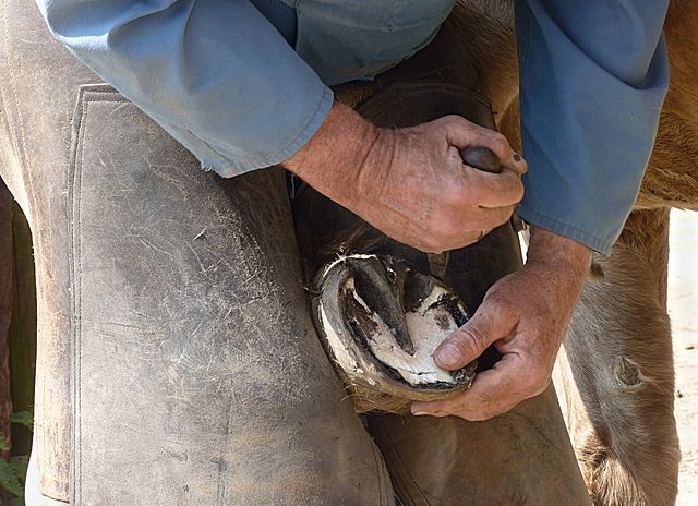 Farrier at work J5