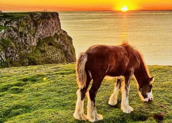 La questione dei cavalli e dei cliffs of Rhossili