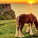 La questione dei cavalli e dei cliffs of Rhossili