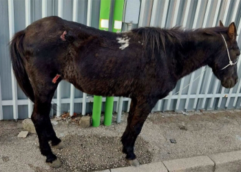 Rocky perché? Che cosa hai fatto di male?