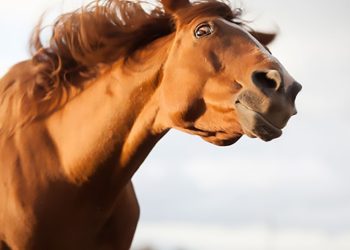 Cavallo stressato? Ce lo dice la criniera