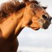 Cavallo stressato? Ce lo dice la criniera