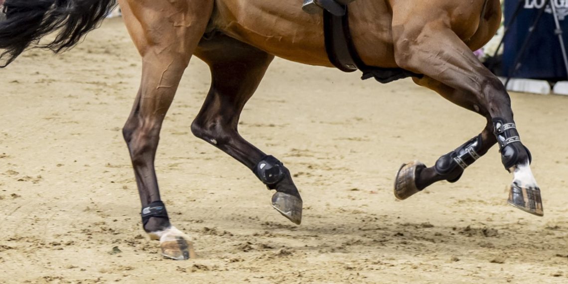 Il piede del cavallo: la base del suo benessere e della sua performance
