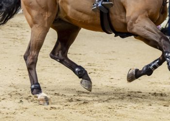 Il piede del cavallo: la base del suo benessere e della sua performance