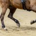 Il piede del cavallo: la base del suo benessere e della sua performance