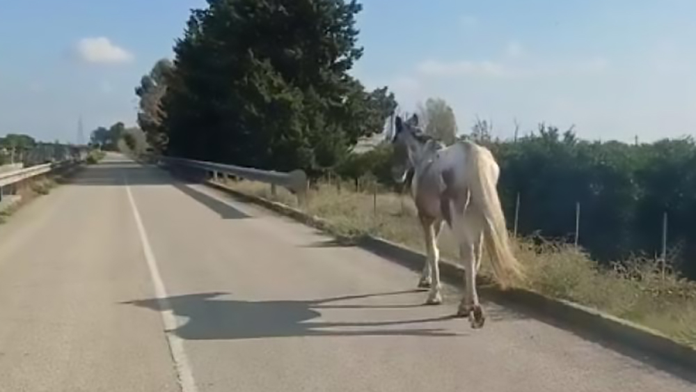 Cavallo cieco a spasso sulla statale