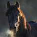 Il respiro di Black Beauty