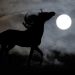 Il cavallo che cammina tra i mondi