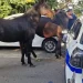 Imola, due cavalli in fuga…con la podistica!