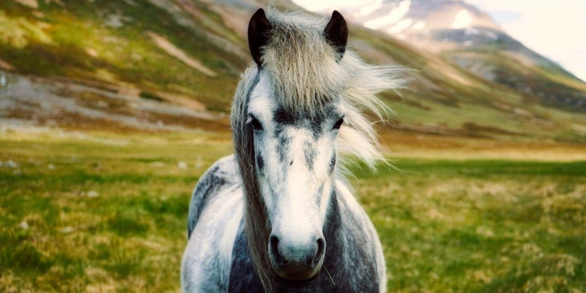 Dove finiscono le strade e cominciano i pony