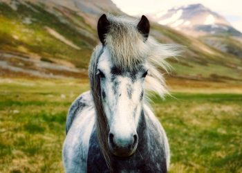 Dove finiscono le strade e cominciano i pony