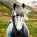 Dove finiscono le strade e cominciano i pony