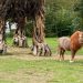 La famosa invasione dei pony ruggenti in Veneto