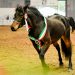 La biodiversità equina: protagonista a Fieracavalli