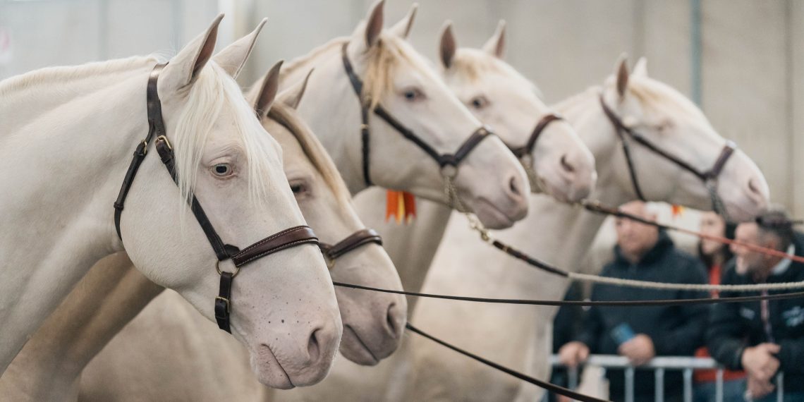 Fieracavalli Verona: da quest’anno è anche un’App!