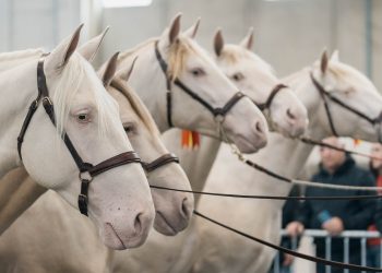 Fieracavalli Verona: da quest’anno è anche un’App!