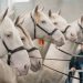 Fieracavalli Verona: da quest’anno è anche un’App!