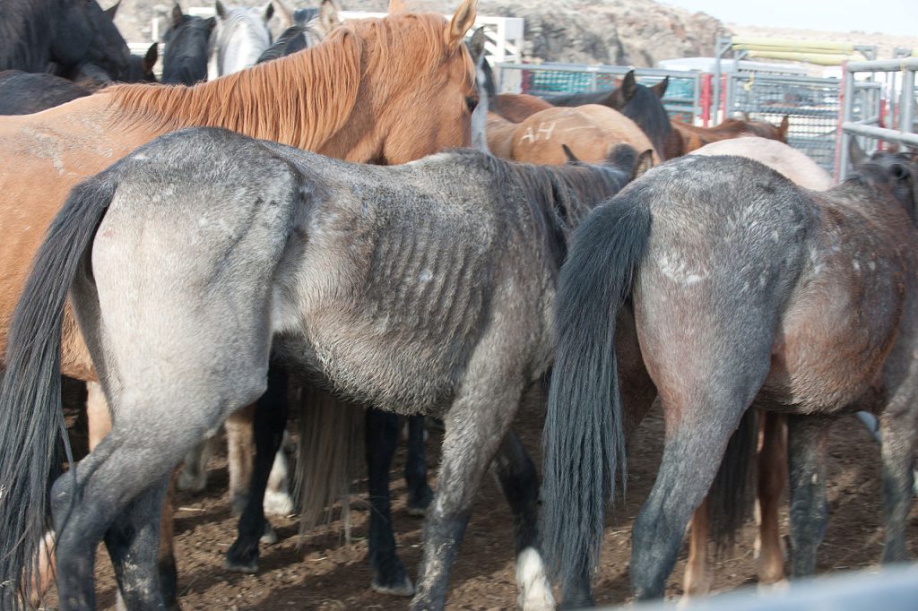 1280px-2012-11-27_Little_Owyhee_Gather-156_(8228828442)_(3) 1280px 2012 11 27 Little Owyhee Gather 156 8228828442 3 1024x682