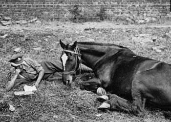 Warrior, il cavallo che tornò da una guerra che non perdonava