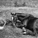 Warrior, il cavallo che tornò da una guerra che non perdonava