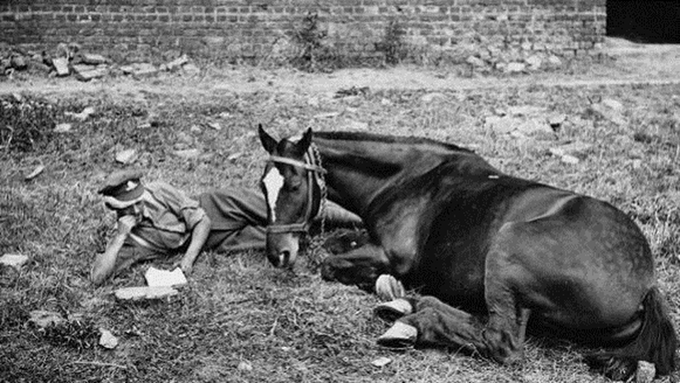Warrior, il cavallo che tornò da una guerra che non perdonava