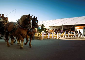 127° Fieracavalli Verona, il giovedì: piccoli tesori nascosti