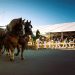 127° Fieracavalli Verona, il giovedì: piccoli tesori nascosti