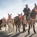 A Fieracavalli Verona sfila la Sicilia