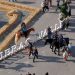 Fieracavalli 2025 record, oltre 140mila visitatori