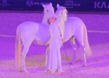 Alex Giona: il benessere dei cavalli nello spettacolo equestre