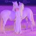 Alex Giona: il benessere dei cavalli nello spettacolo equestre