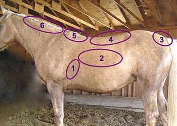 L’occhio del padrone ingrassa il cavallo? Il Body Score