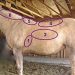 L’occhio del padrone ingrassa il cavallo? Il Body Score