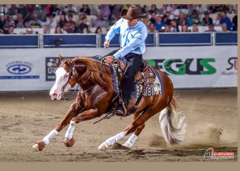 Il Reining: fluidità, finezza e attitudine