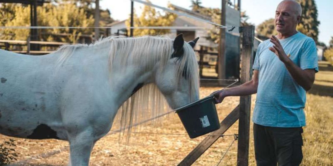 Dove i cavalli a fine carriera iniziano una nuova vita