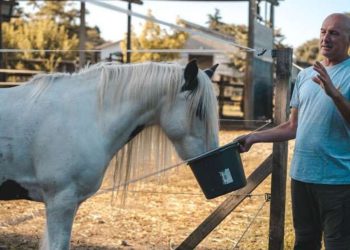 Dove i cavalli a fine carriera iniziano una nuova vita