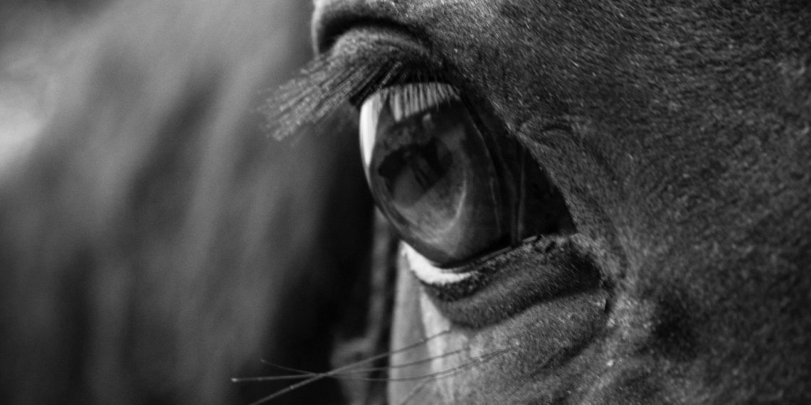 “Through the horse’s eyes”