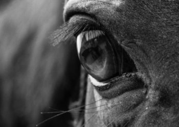 “Through the horse’s eyes”