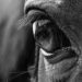 “Through the horse’s eyes”
