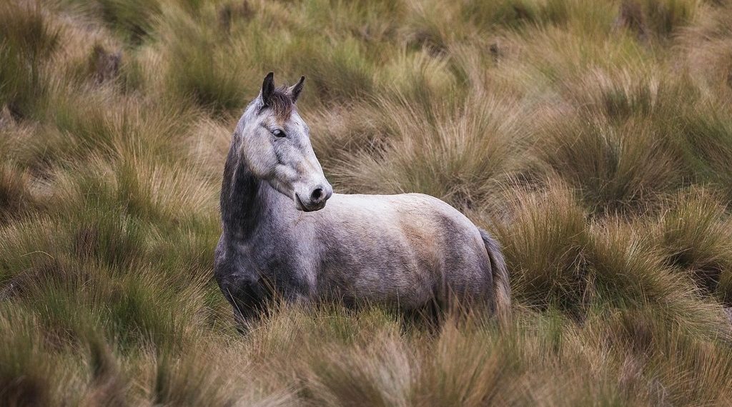 La voce sottile dei mustang