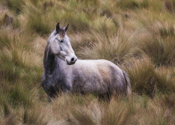 La voce sottile dei mustang