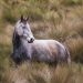 La voce sottile dei mustang