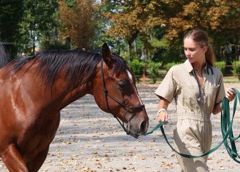 Tecnico veterinario equino: un webinar per capire